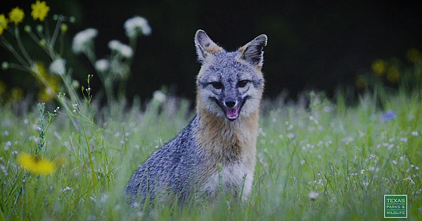 Fox And Flowers - Postcard From Texas