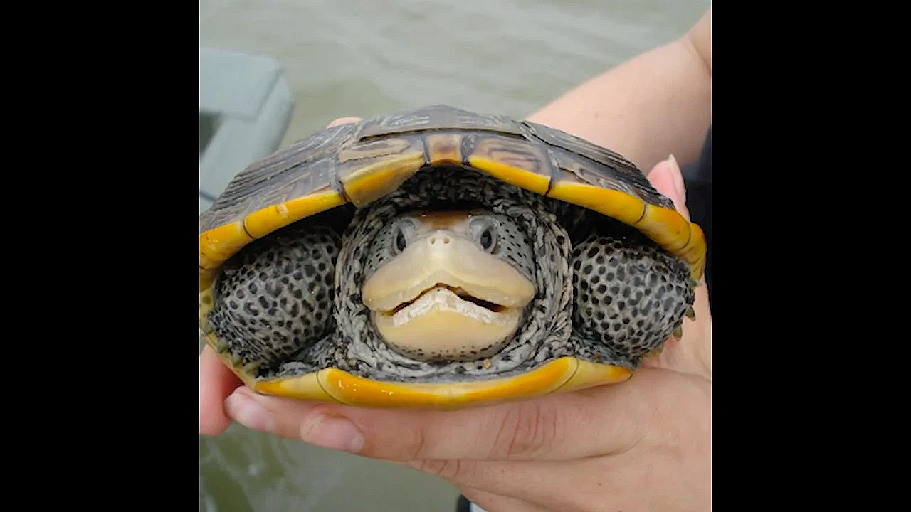 Diamondback Terrapin Turtle - Texas Parks And Wildlife
