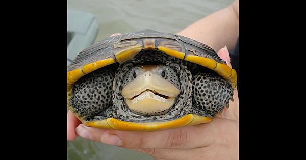 Diamondback Terrapin Turtle - Texas Parks And Wildlife