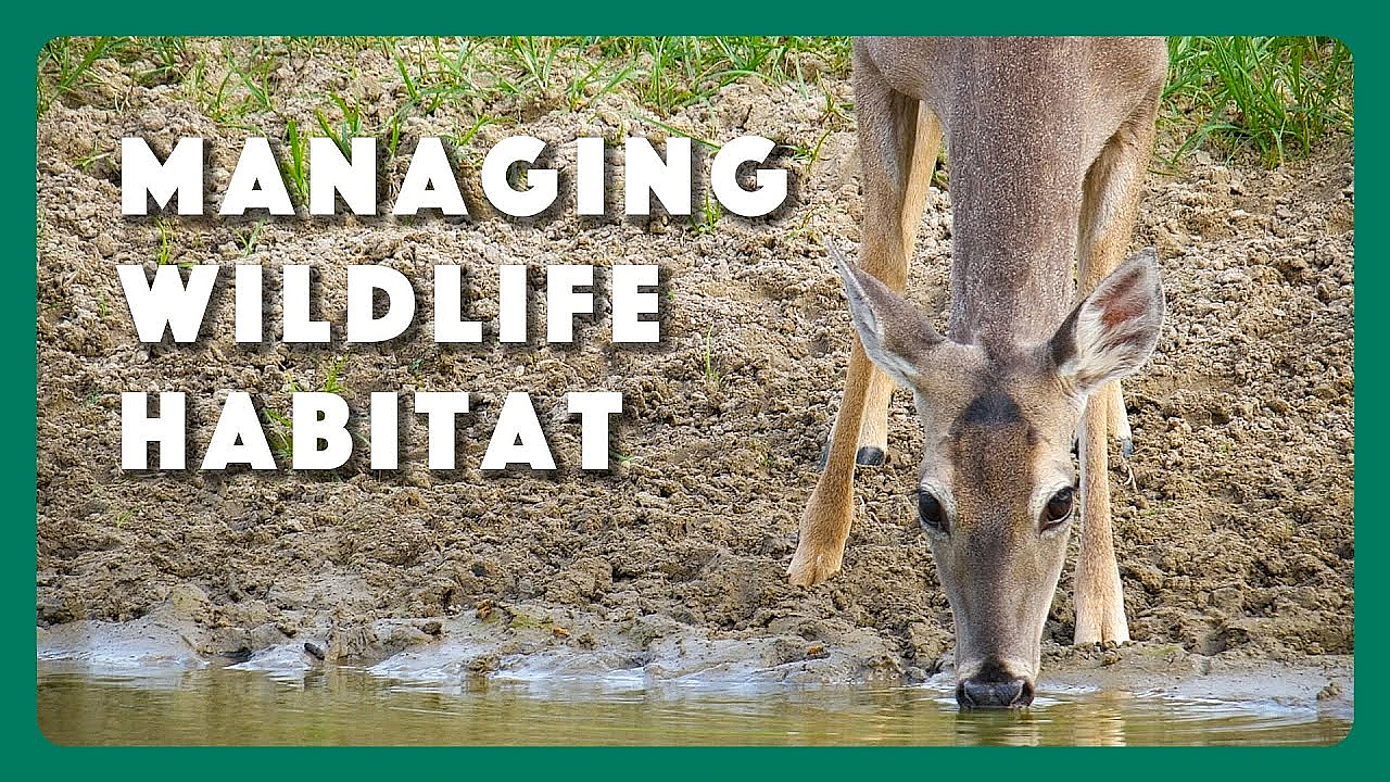 Wildlife Habitat Management