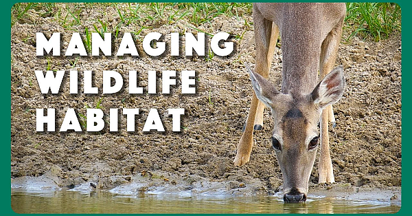 Wildlife Habitat Management