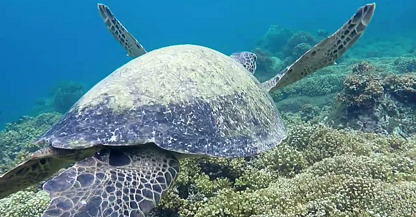 Kemp's Ridley Sea Turtle, Saving A Species - Texas Parks &amp; Wildlife [official]