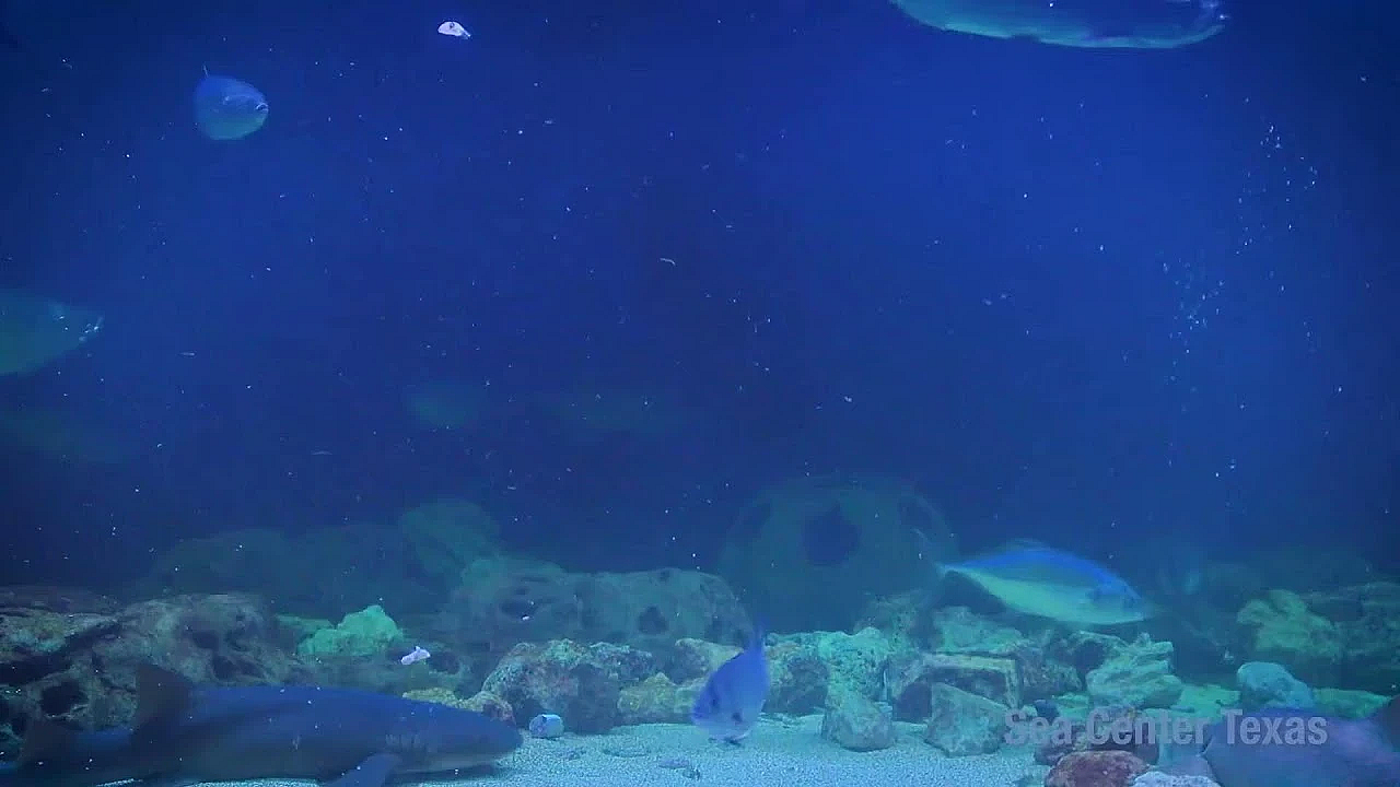 Texas Parks And Wildlife Live Lofi Chill Relaxing Aquarium For Sleep Or Study