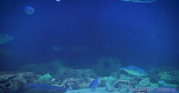 Texas Parks And Wildlife Live Lofi Chill Relaxing Aquarium For Sleep Or Study