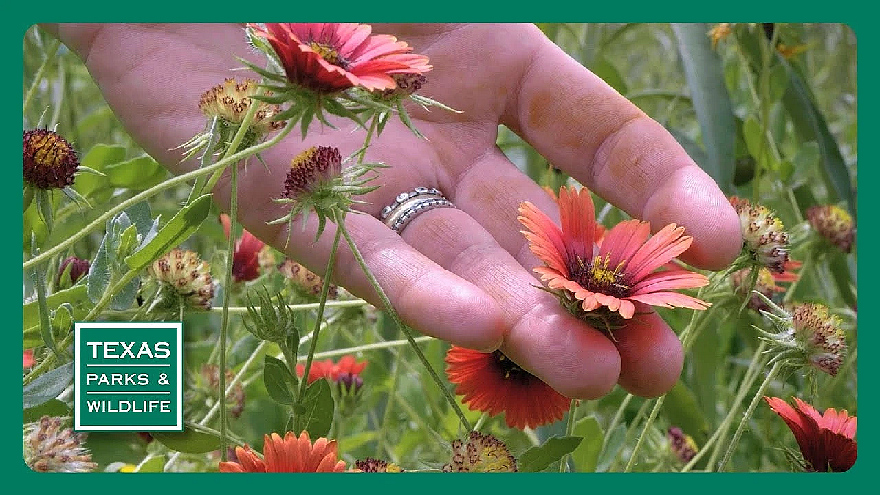 Pbs Trailer - Pocket Prairies, Bird Island, Byler Ranch