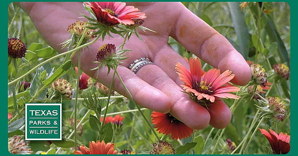 Pbs Trailer - Pocket Prairies, Bird Island, Byler Ranch