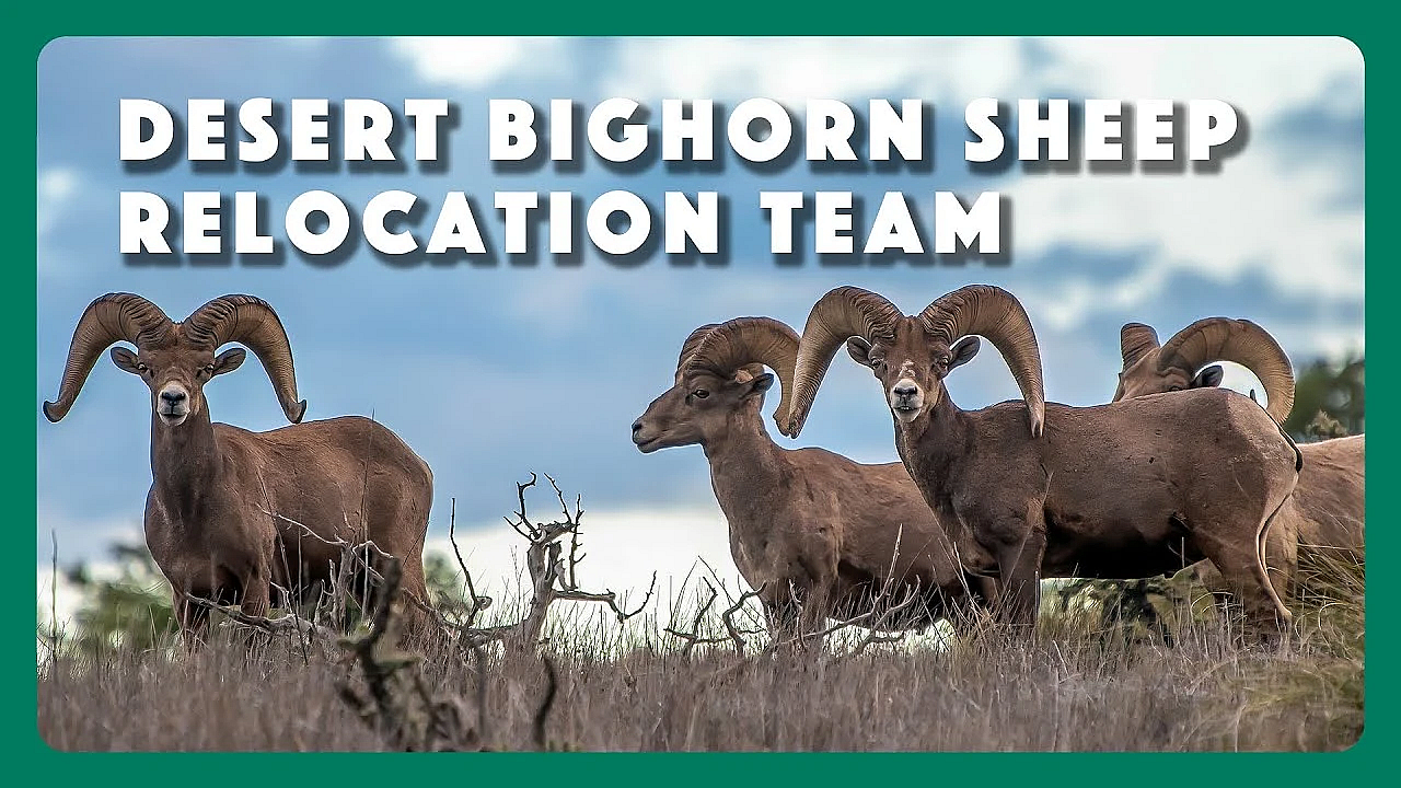 Desert Bighorn Sheep Relocation Team -- Outstanding Team