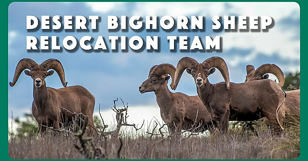 Desert Bighorn Sheep Relocation Team -- Outstanding Team