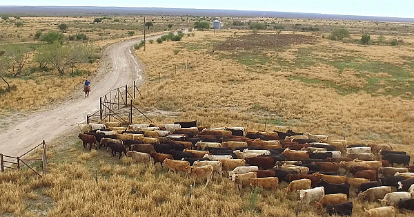 2019 Leopold Conservation Award: Killam Duval County Ranch