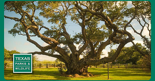 Tpw Trailer - Episode 7, Season 40