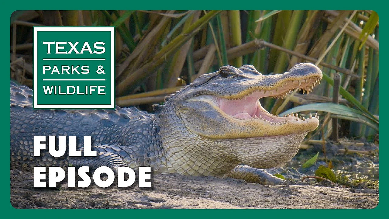 Pbs Show - Gator Guardians, Las Palomas &amp; Mattox Prairie Farm