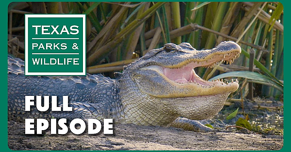 Pbs Show - Gator Guardians, Las Palomas &amp; Mattox Prairie Farm