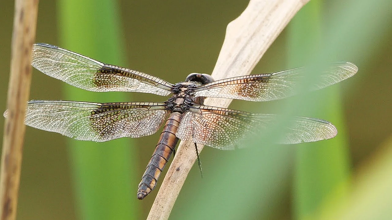 Postcard From Texas: Dragonflies And Damselflies