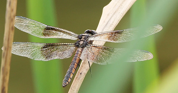 Postcard From Texas: Dragonflies And Damselflies