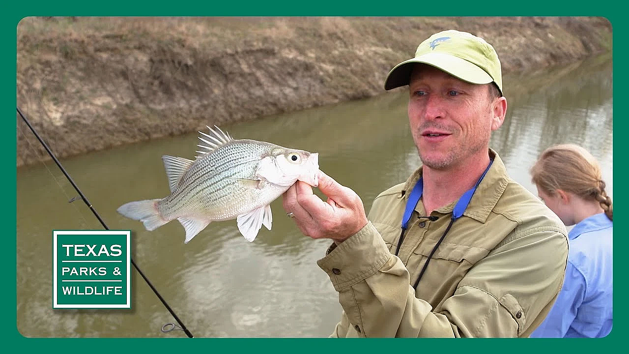 Pbs Preview - White Bass, High Plains Grassland &amp; Big Spring