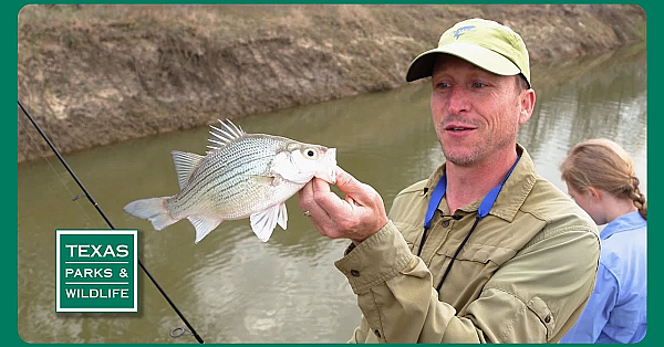 Pbs Preview - White Bass, High Plains Grassland &amp; Big Spring