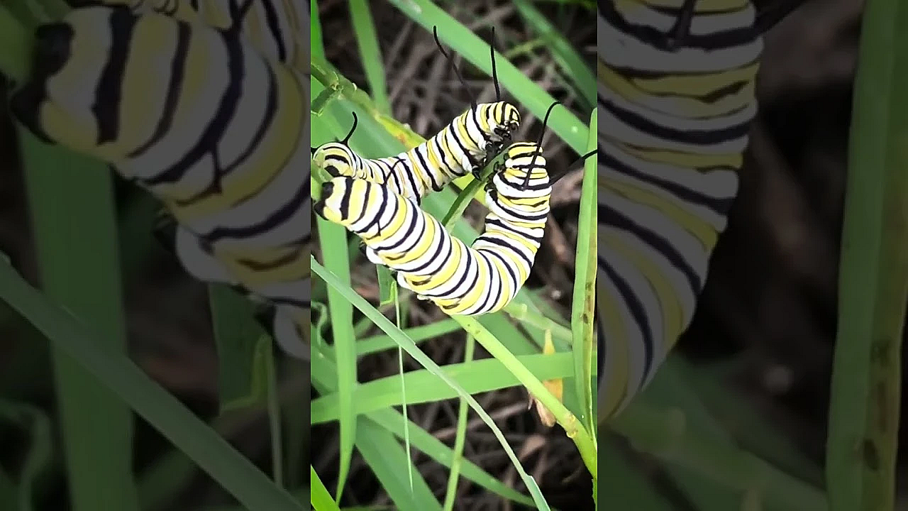 Munching Monarchs #caterpillar