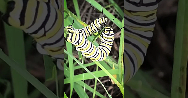 Munching Monarchs #caterpillar