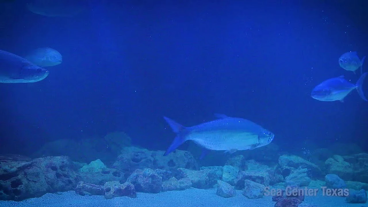 Texas Parks And Wildlife Live Lofi Chill Relaxing Aquarium For Sleep Or Study