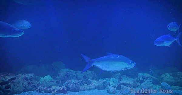 Texas Parks And Wildlife Live Lofi Chill Relaxing Aquarium For Sleep Or Study