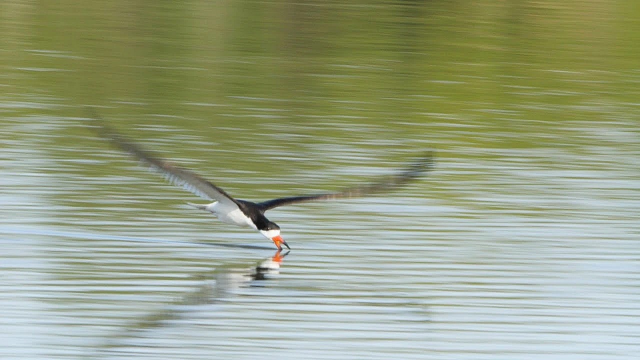 Saving Black Skimmers - Texas Parks &amp; Wildlife [official]