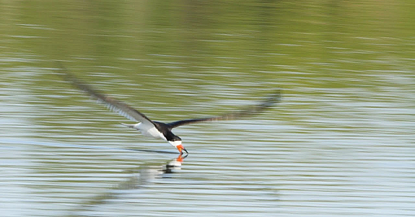 Saving Black Skimmers - Texas Parks &amp; Wildlife [official]