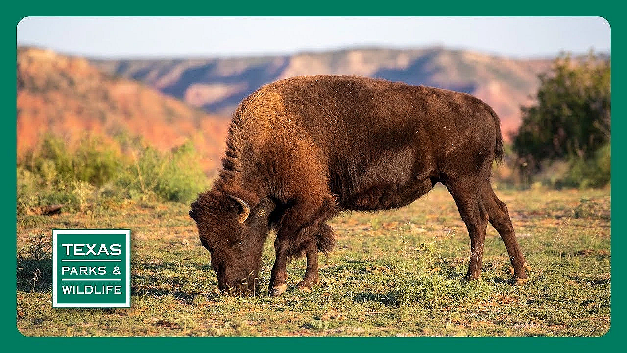 Pbs Trailer - Big Cypress Bayou, Caprock Canyons &amp; Guadalupe Bass