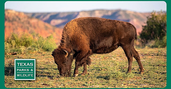 Pbs Trailer - Big Cypress Bayou, Caprock Canyons &amp; Guadalupe Bass