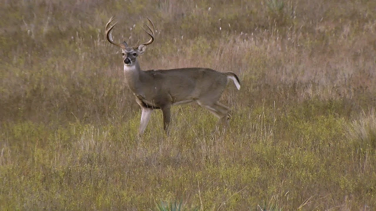 Pbs Show - Small Town Deer Dividends &amp; Looking After Land - #3005