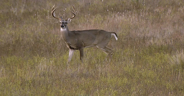 Pbs Show - Small Town Deer Dividends &amp; Looking After Land - #3005