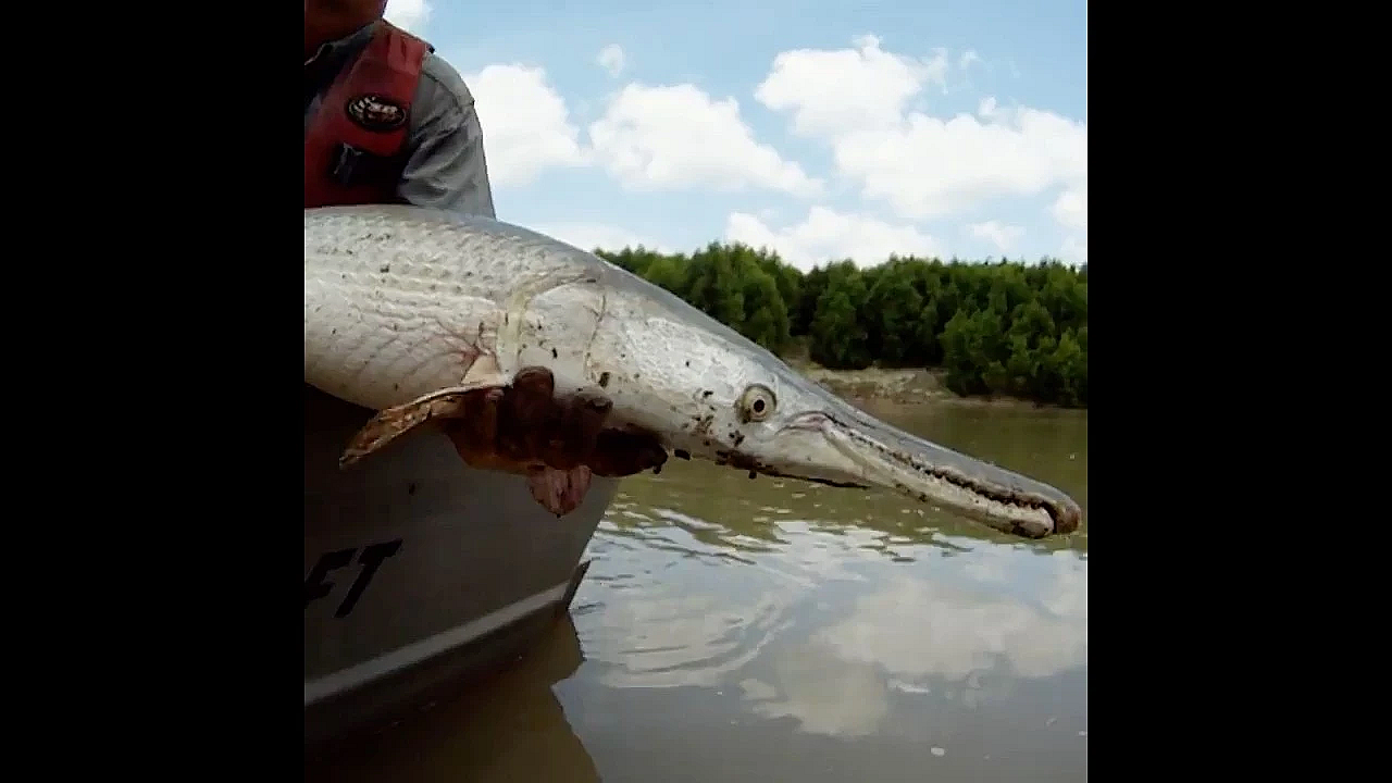 Report Your Alligator Gar Harvest - Mandatory In Texas