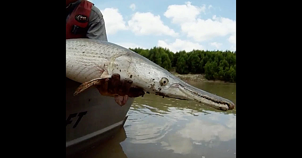Report Your Alligator Gar Harvest - Mandatory In Texas