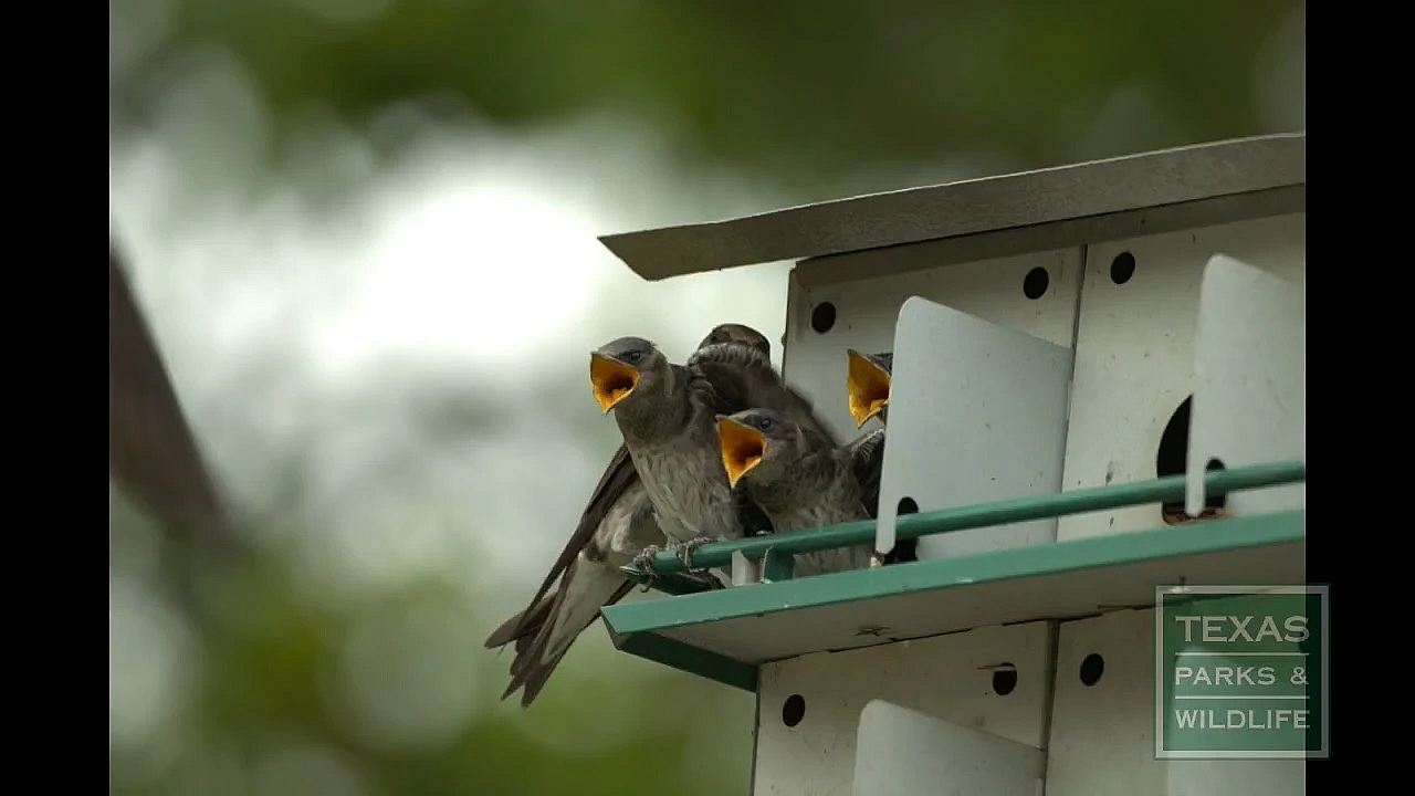 Wildlife In The City - Tips From A Wildlife Biologist