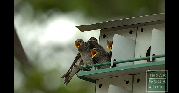 Wildlife In The City - Tips From A Wildlife Biologist