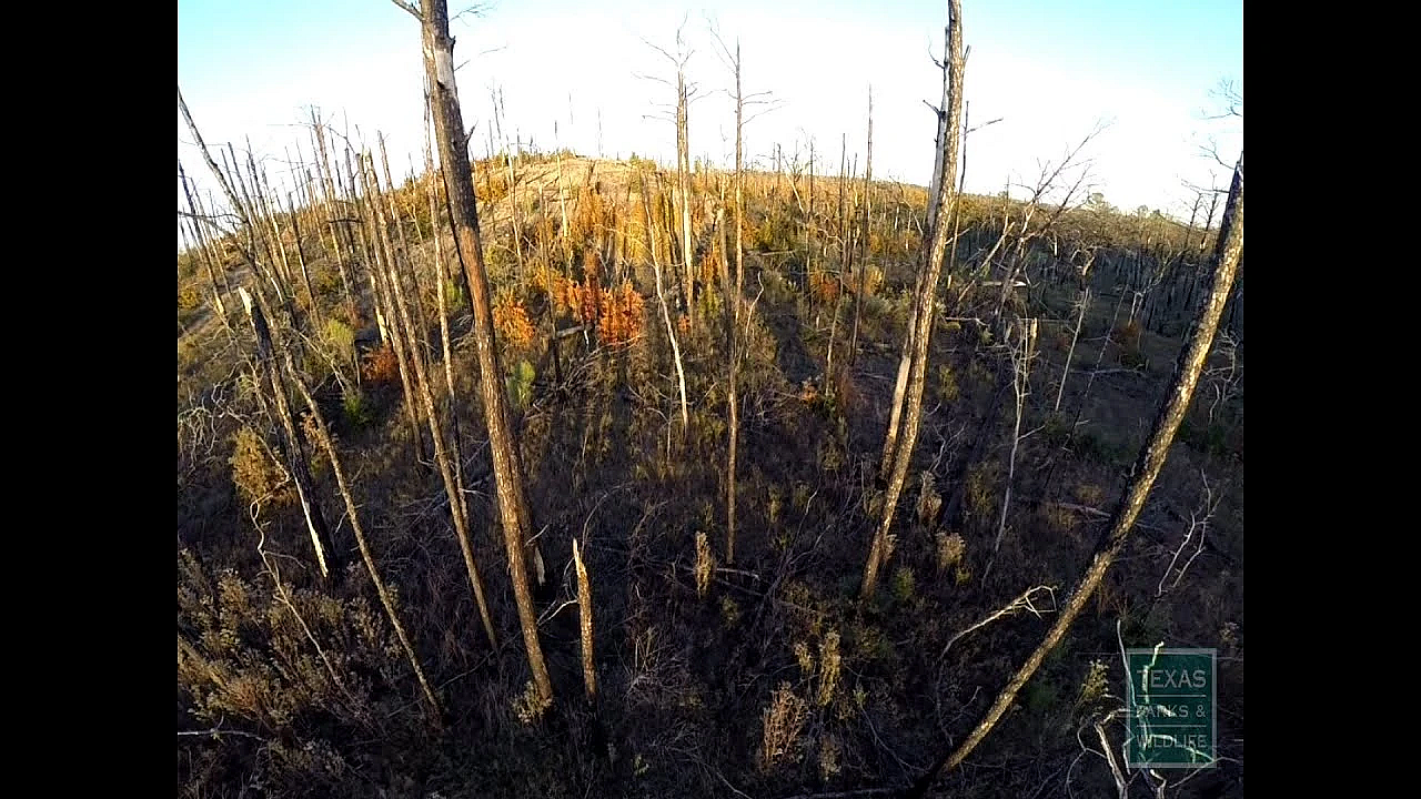 The Benefits Of Prescribed Fire - Tips From A Wildlife Biologist