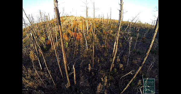 The Benefits Of Prescribed Fire - Tips From A Wildlife Biologist