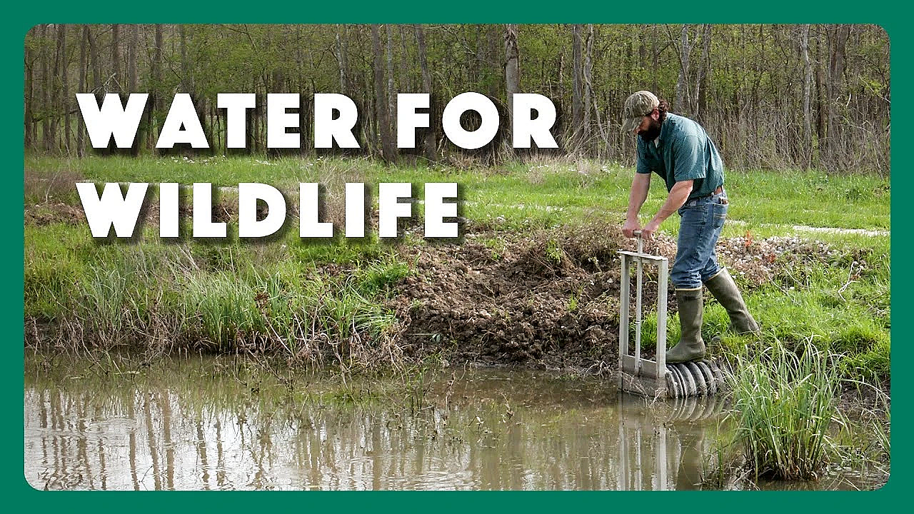 Providing Water For Wildlife