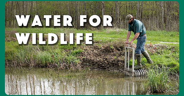 Providing Water For Wildlife