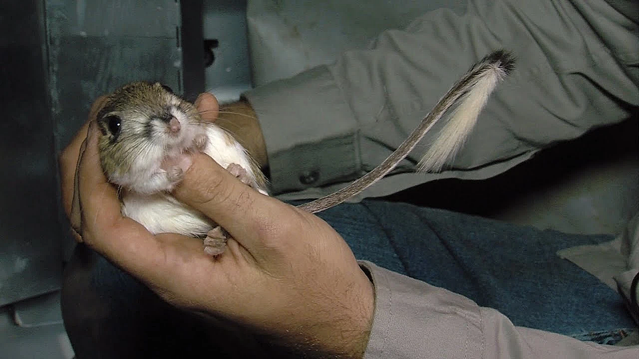 Pbs Show Kangaroo Rats, Outdoor Writer, Saving Bats, #2709