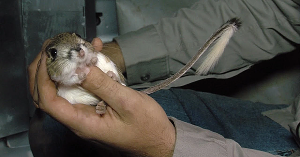 Pbs Show Kangaroo Rats, Outdoor Writer, Saving Bats, #2709