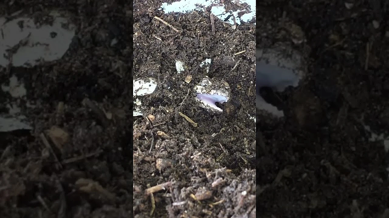 Alligator Hatchling At Brazos Bend State Park Near Houston #shorts