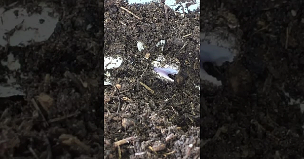 Alligator Hatchling At Brazos Bend State Park Near Houston #shorts