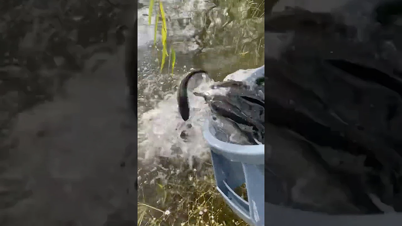 Now Stocking Rainbow Trout!