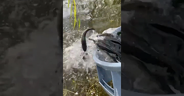 Now Stocking Rainbow Trout!