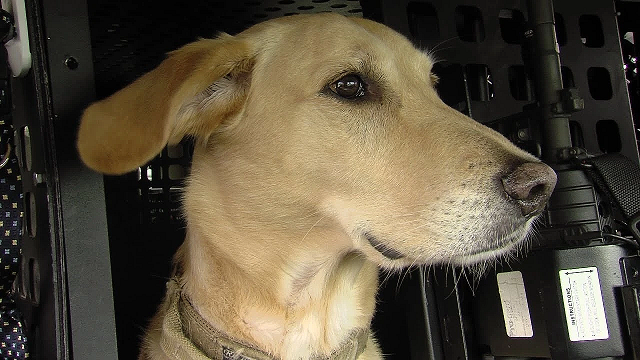 Pbs Show - Woofing Wardens, Spring Saver, Birding Friends, #2809