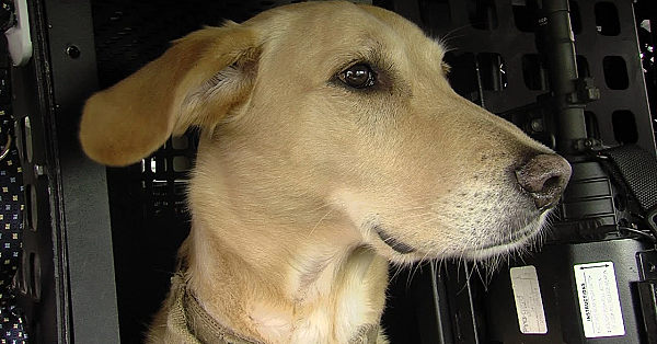 Pbs Show - Woofing Wardens, Spring Saver, Birding Friends, #2809