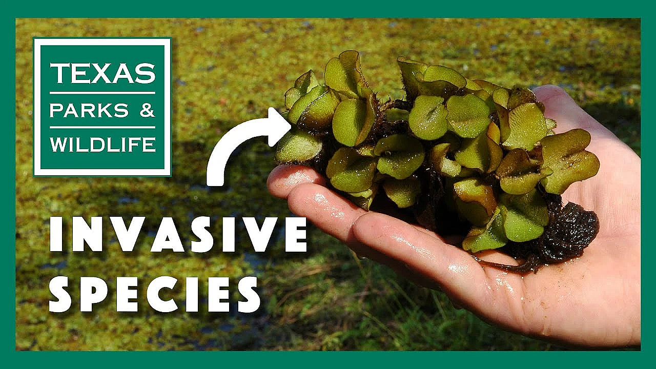 Protect The Lakes You Love: Help Stop Invasive Species