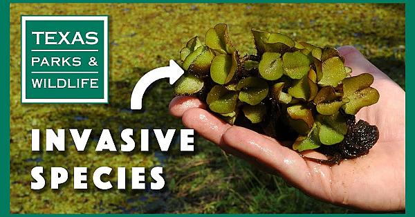 Protect The Lakes You Love: Help Stop Invasive Species