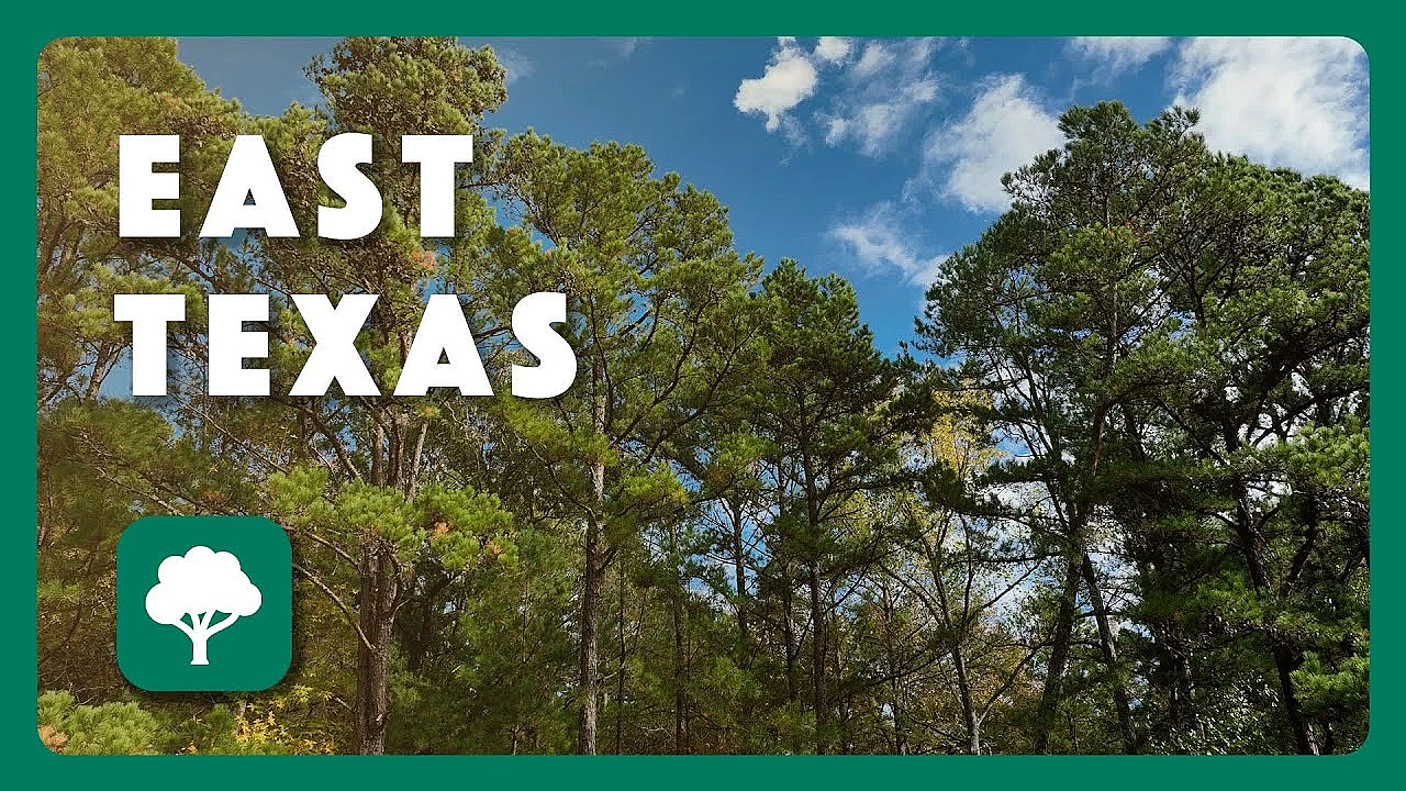 Fall In The Woods - Postcard From Texas