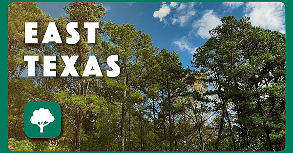 Fall In The Woods - Postcard From Texas